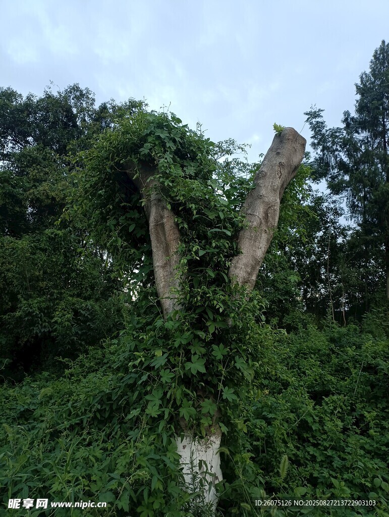 缠绕树木的繁茂绿色藤蔓