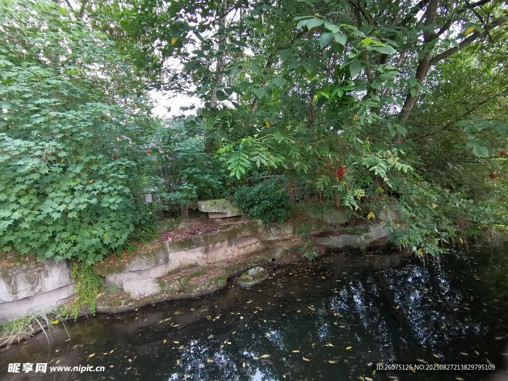 塘边葱郁绿植景观