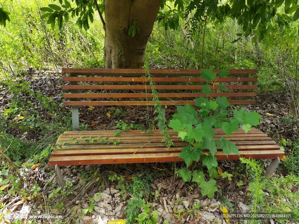 树下荒废的长椅与绿植相伴