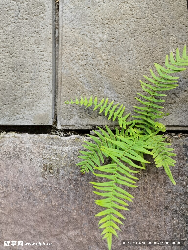 石缝中生长的翠绿蕨类植物
