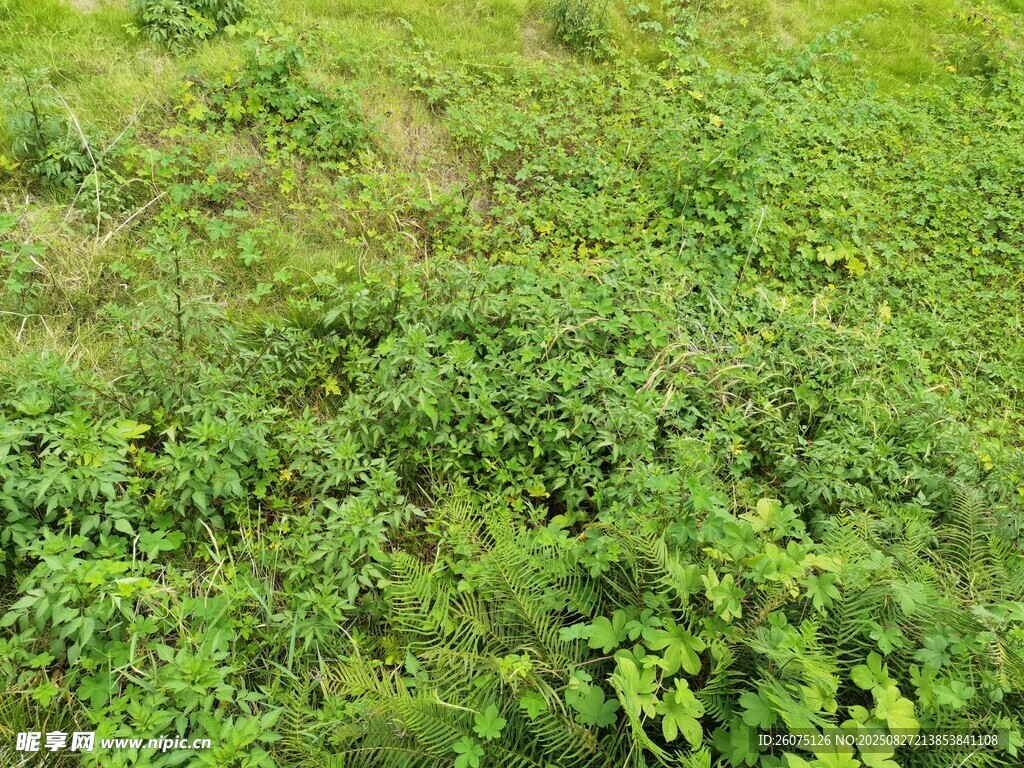 户外绿意盎然的繁茂植被