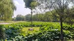 夏日荷塘边的葱郁景致