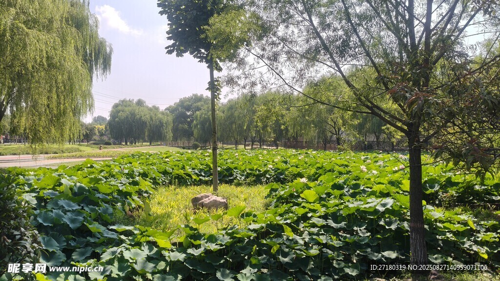夏日荷塘边的葱郁景致