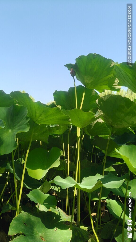 夏日荷塘绿意盎然