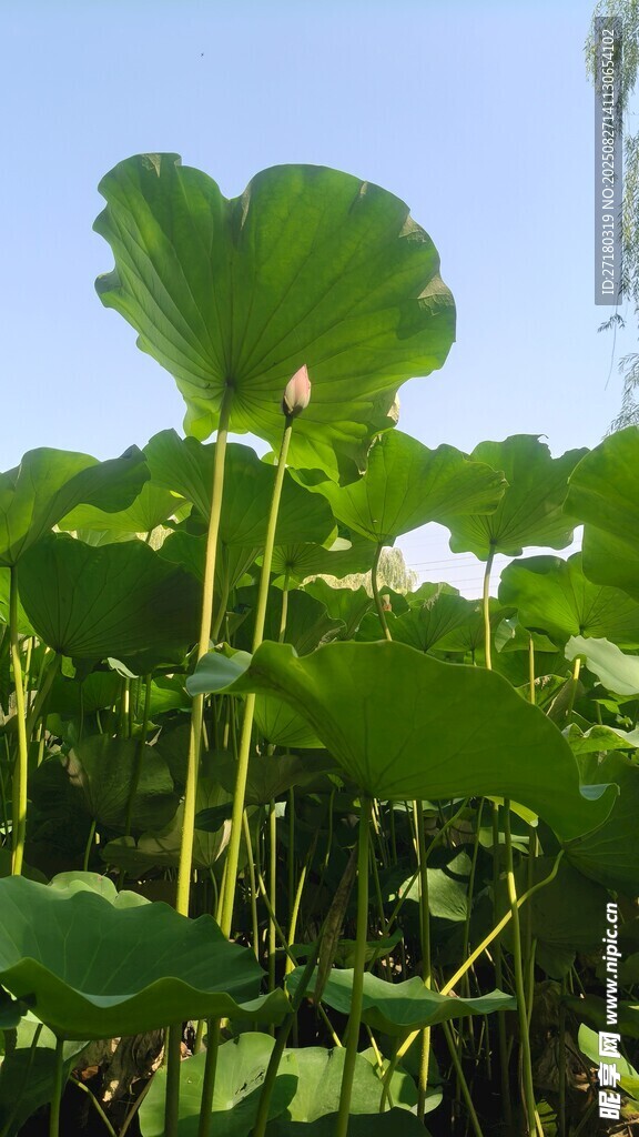 夏日荷塘荷叶茂盛景象