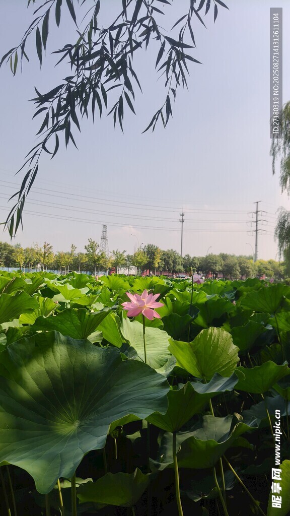 夏日荷塘荷花绽放美景