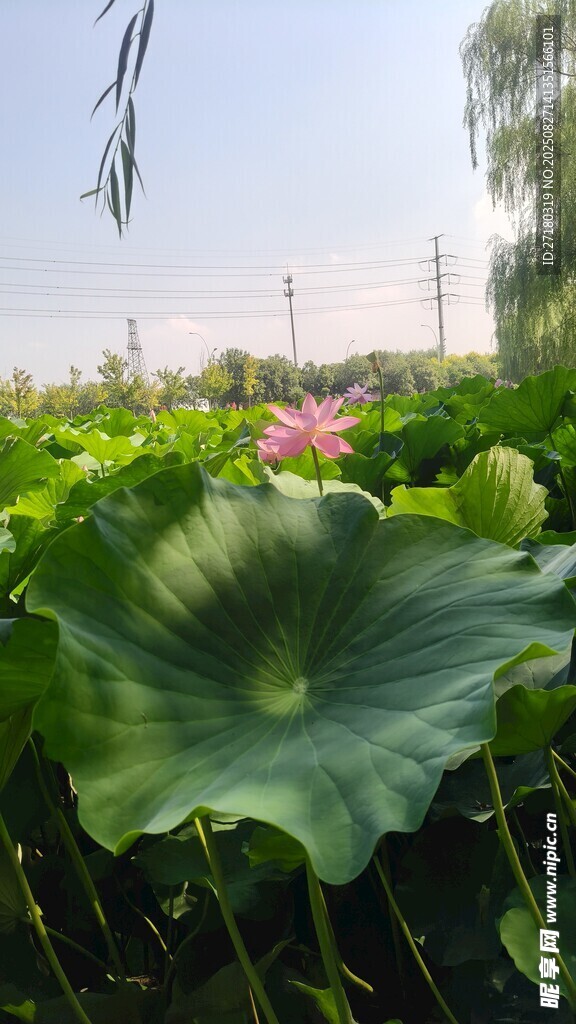 夏日荷塘中的大片荷叶