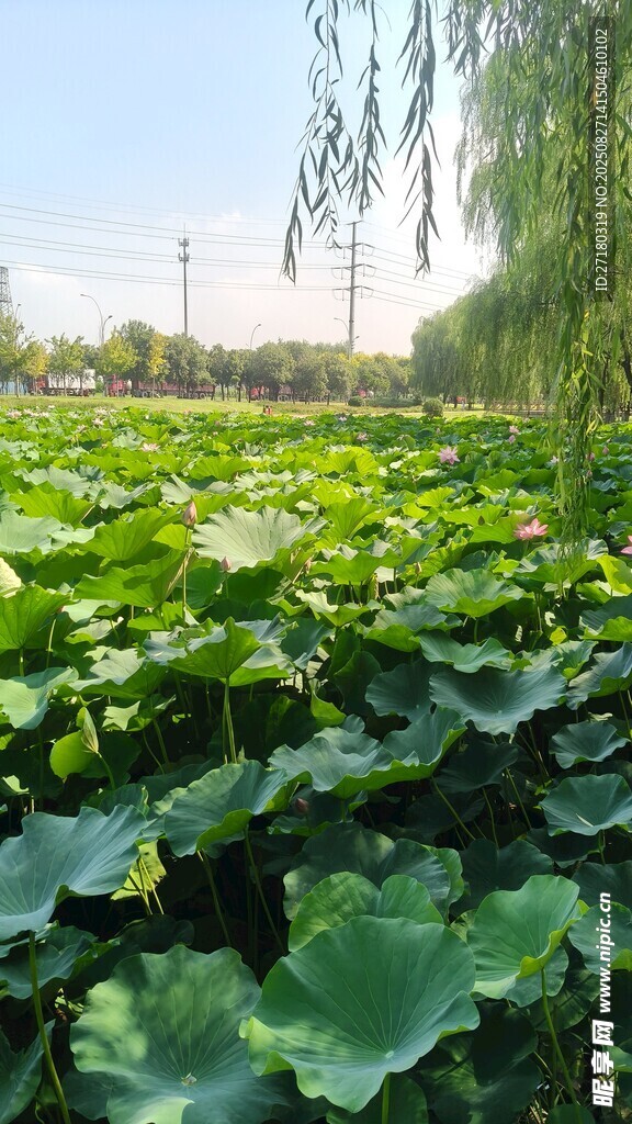夏日荷塘绿意盎然