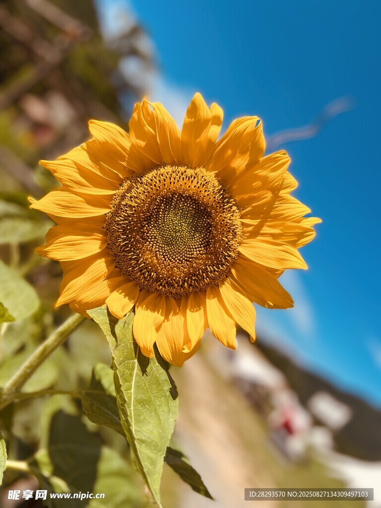 向日葵