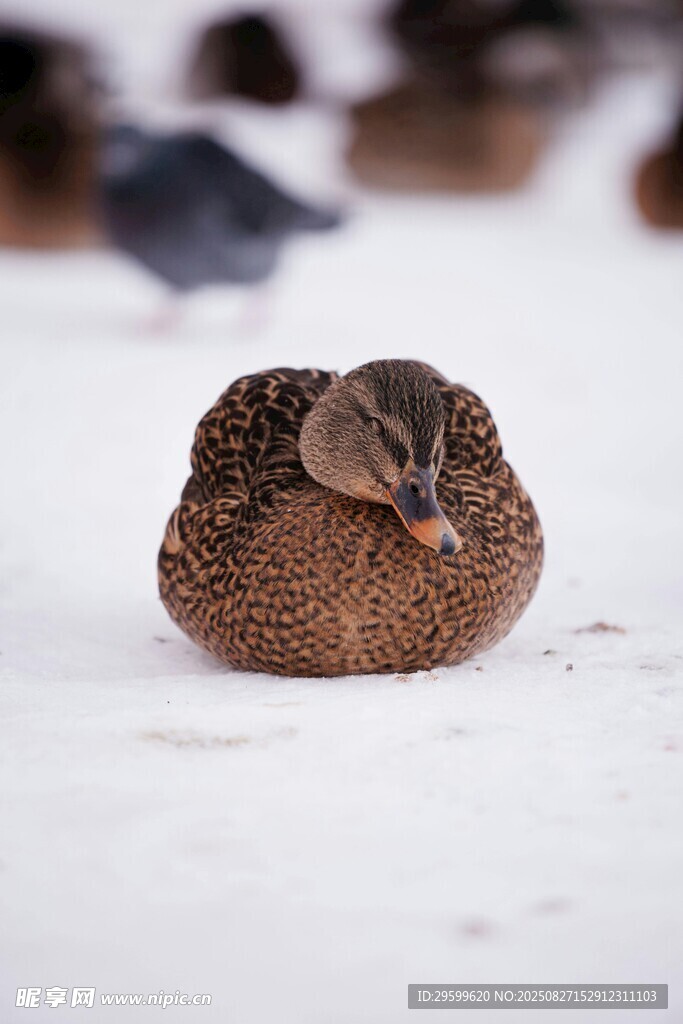 雪地中休憩的可爱小鸭子