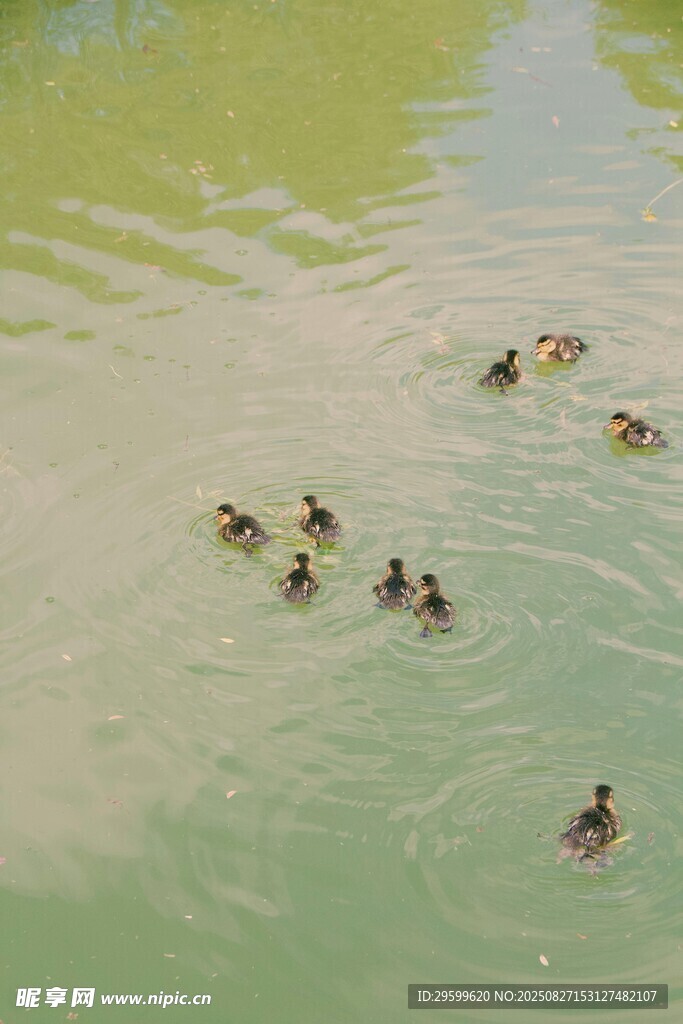 水中群鸭嬉戏