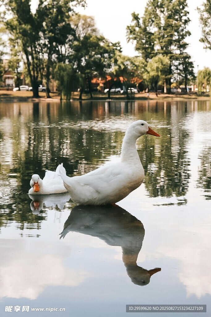 白鸭悠游于平静湖水