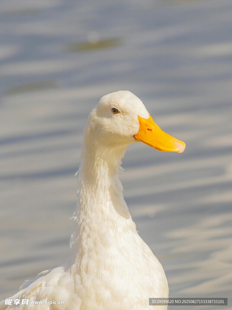 水中白鸭特写