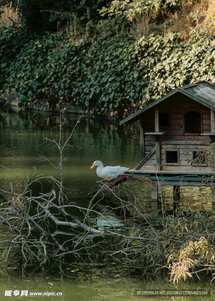 湖畔小屋旁的白鹭栖息景