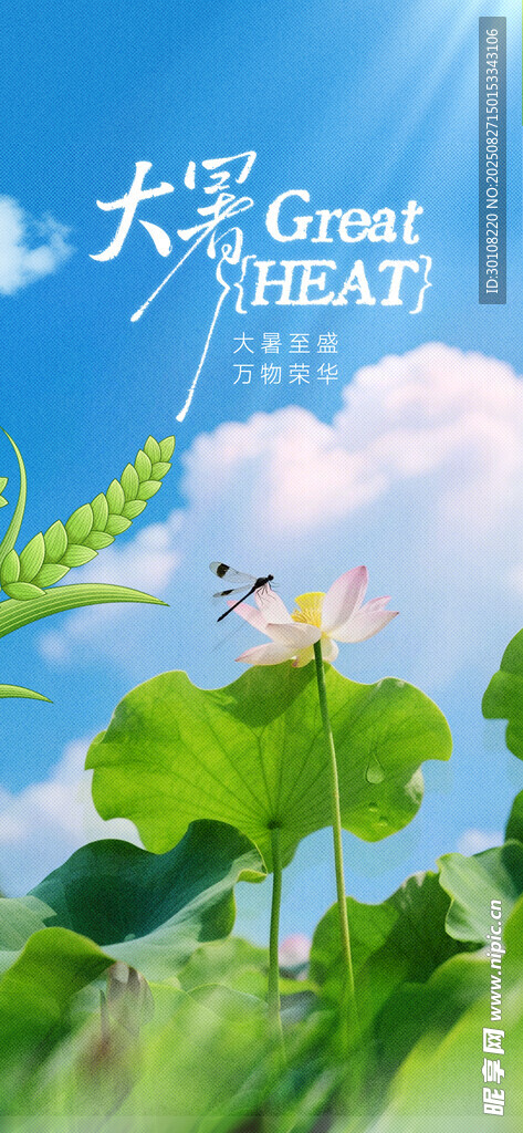 大暑节气