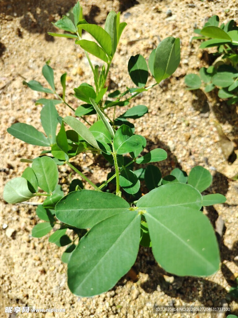 花生苗 