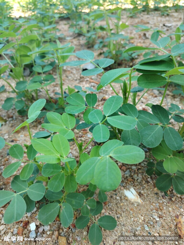 花生苗 