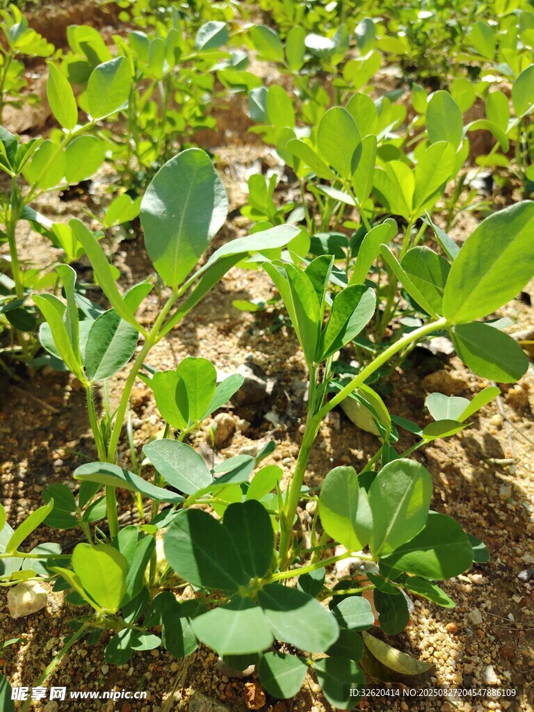 花生苗