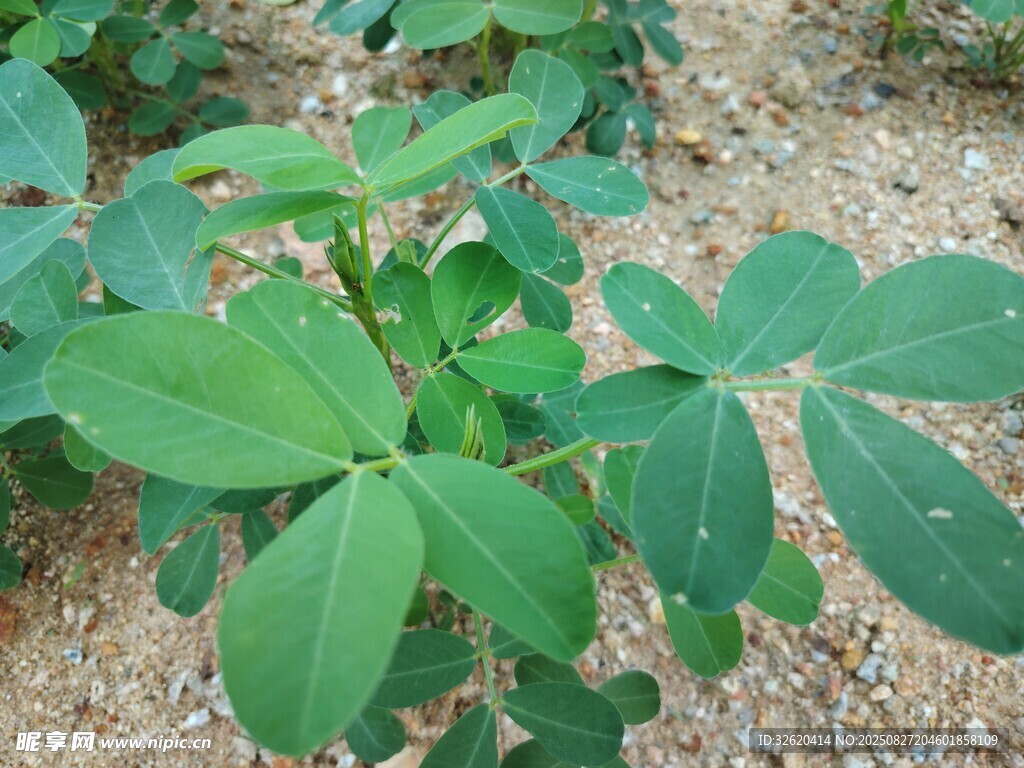 花生植株