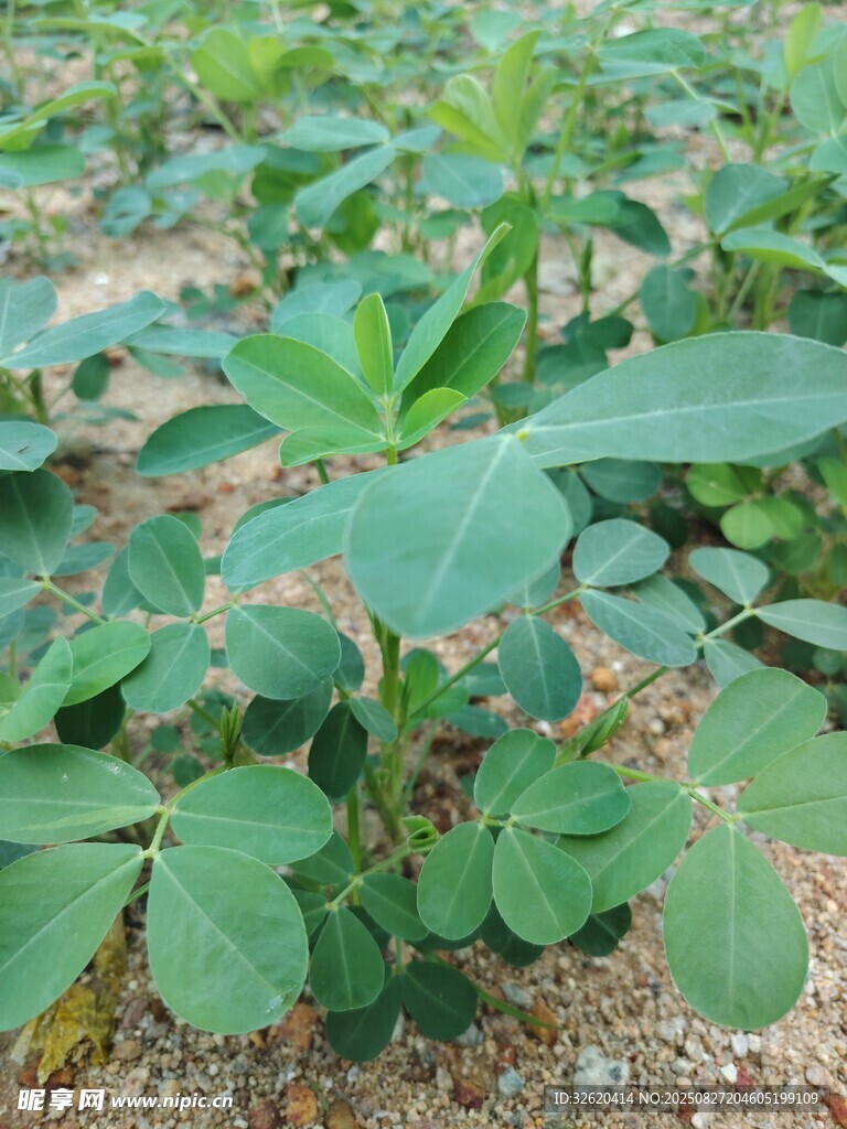 花生苗