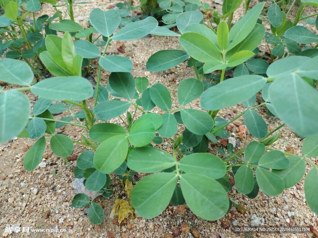 花生植株
