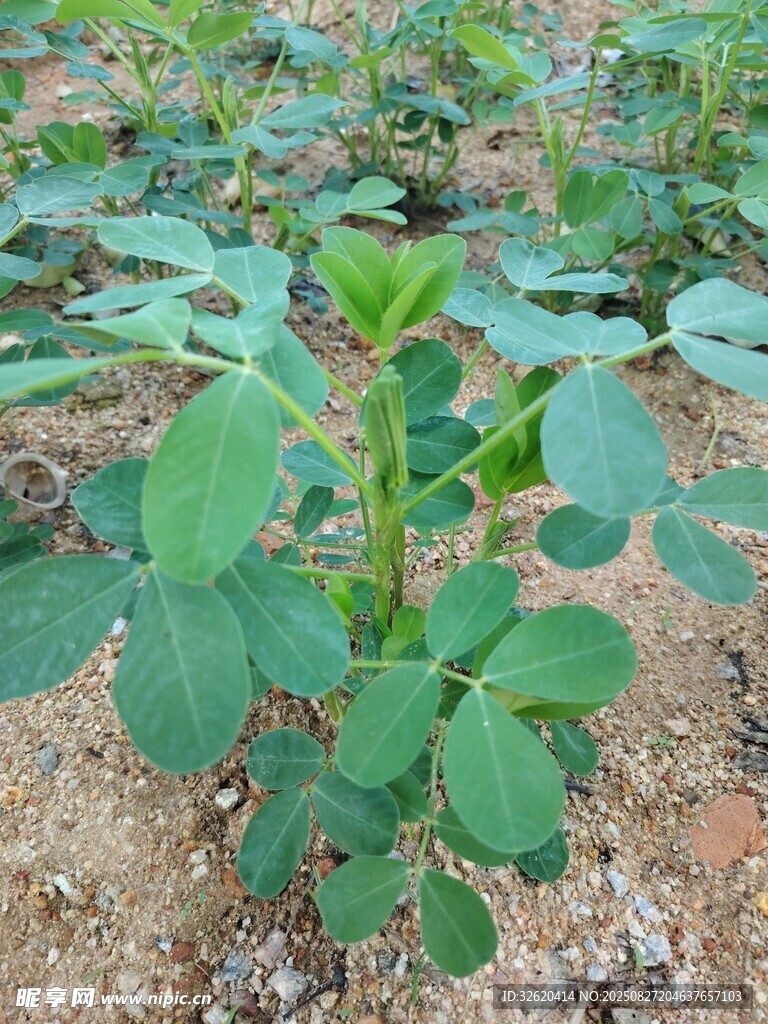 花生幼苗