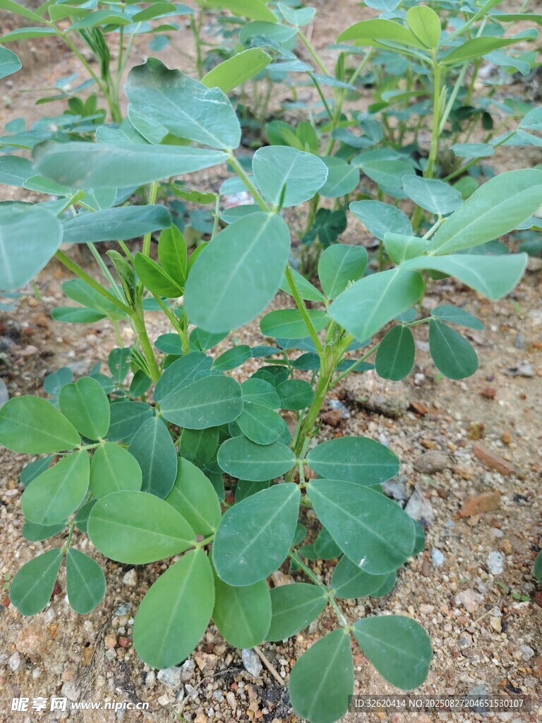 花生幼苗