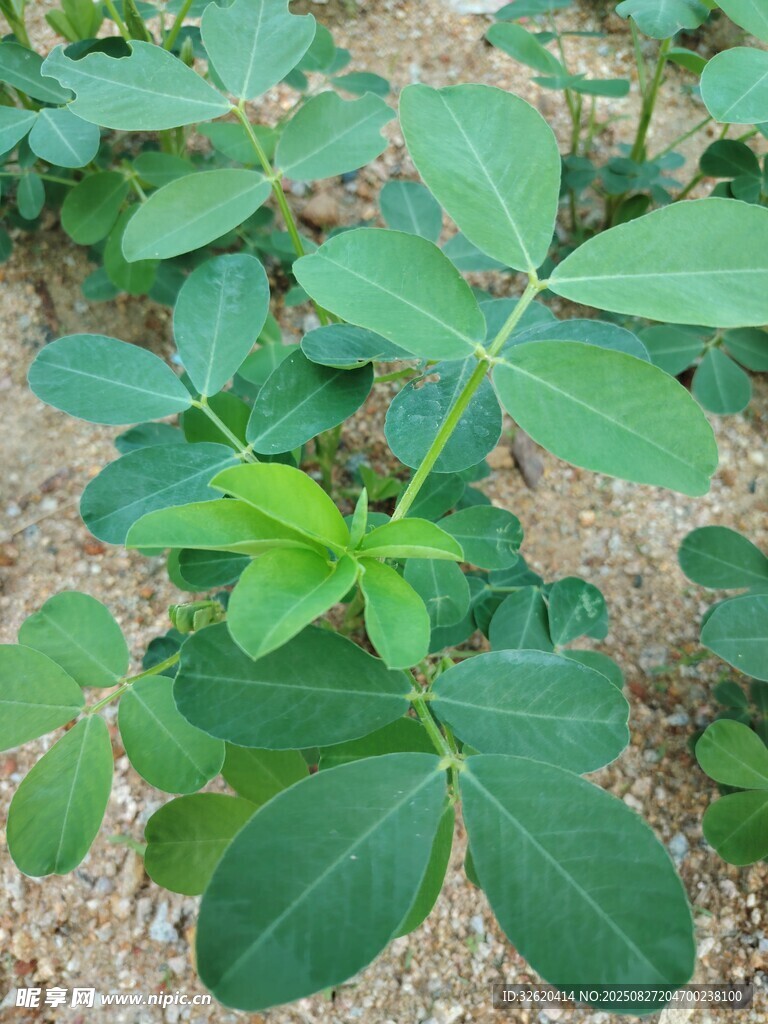 花生植株