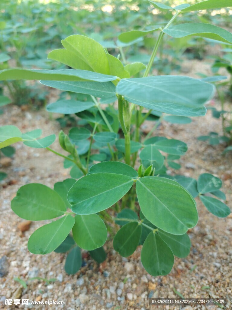 花生幼苗
