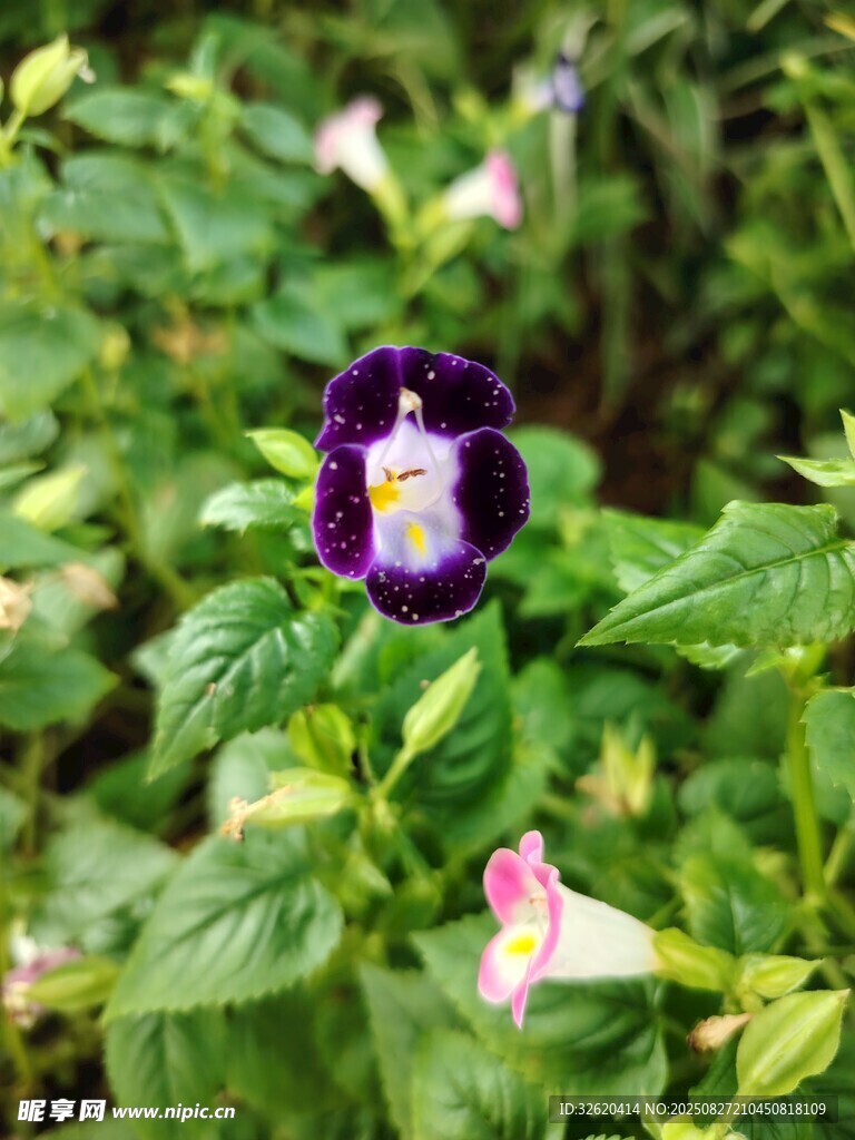 紫色小花绽放绿叶间