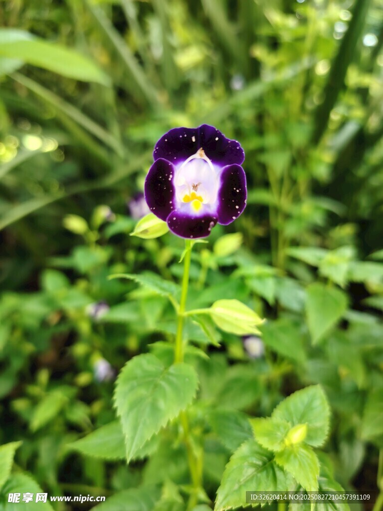 紫色小花绽放于绿叶间