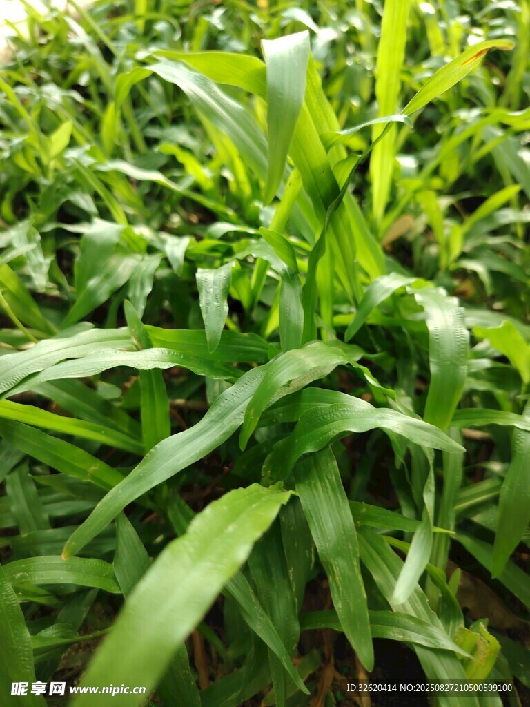 翠绿茂盛的新鲜绿色植物