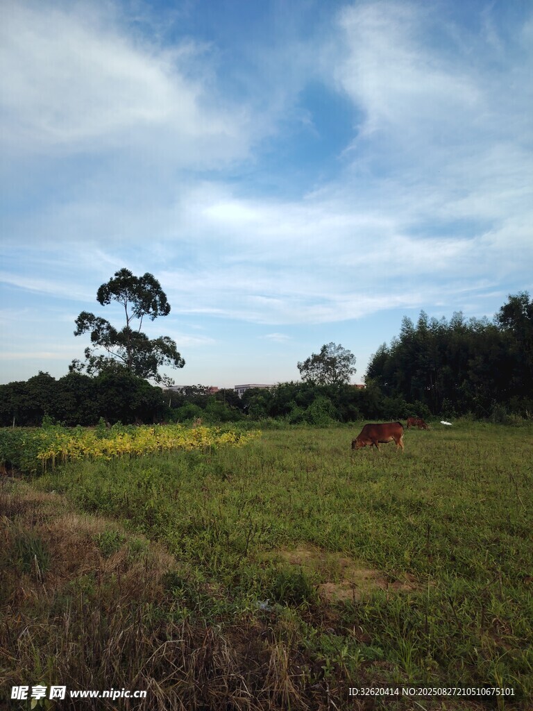 田园风光中的开阔草地