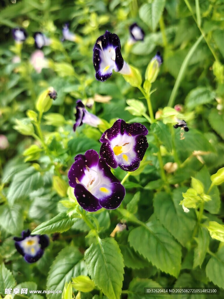 紫色小花绽放绿叶间