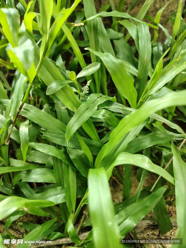 翠绿茂盛的丛生绿色植物
