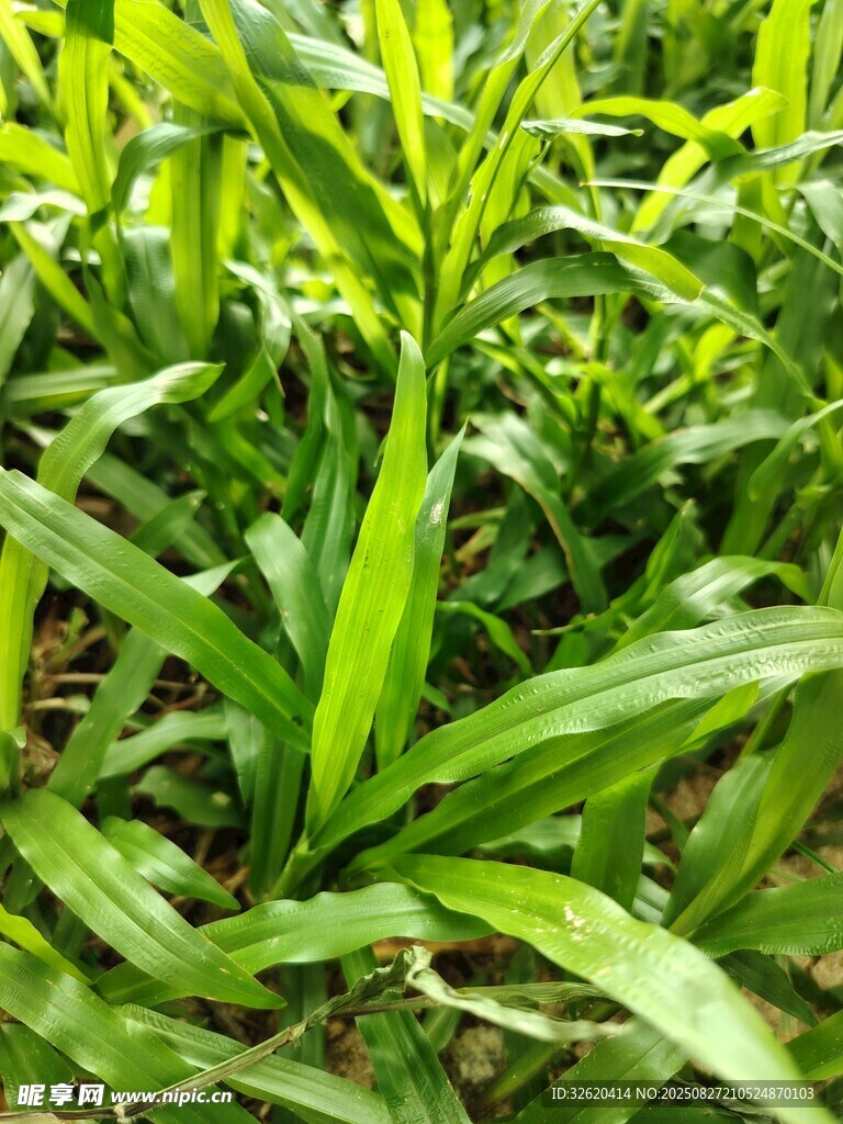 嫩绿葱郁的蓬勃植物