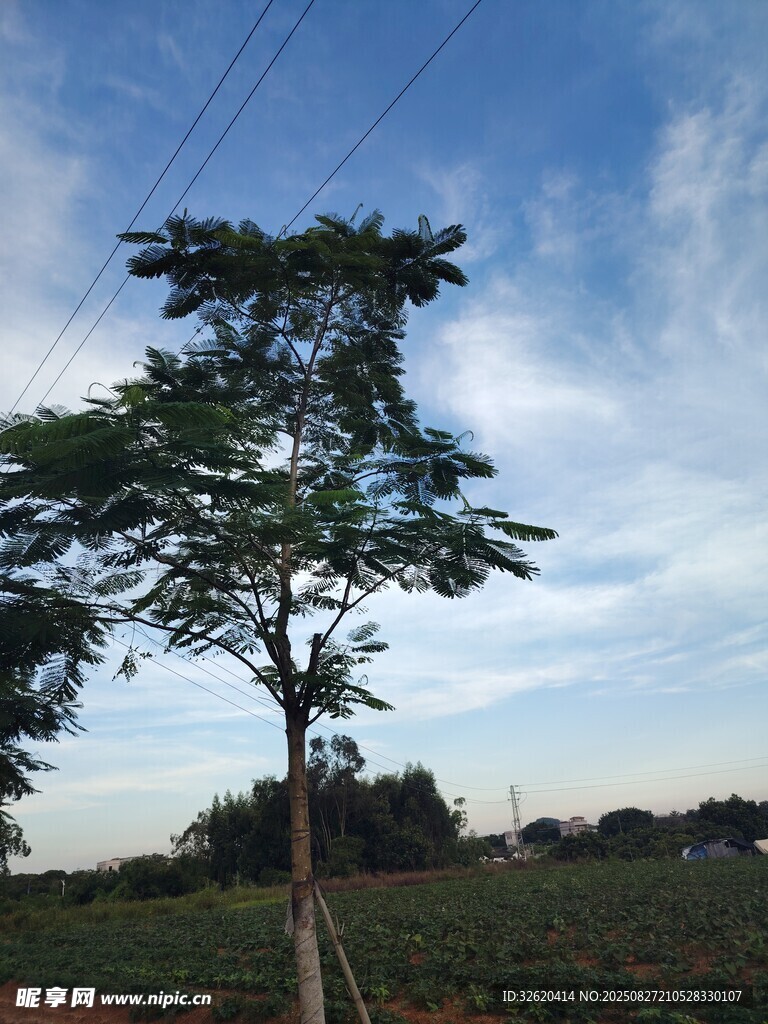 田野孤树与蓝天美景
