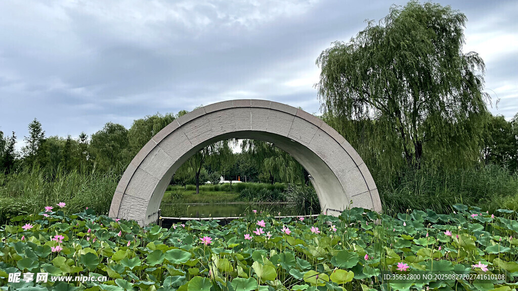 荷花景观