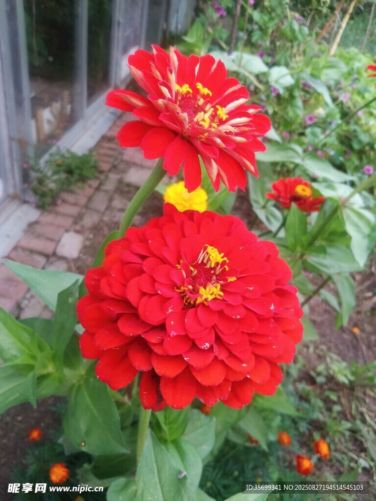 两朵艳丽的红色百日菊