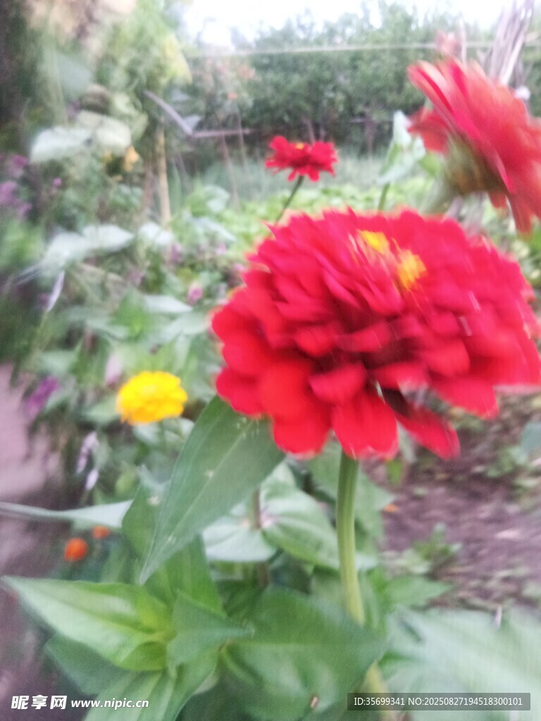 娇艳绽放的红色花朵