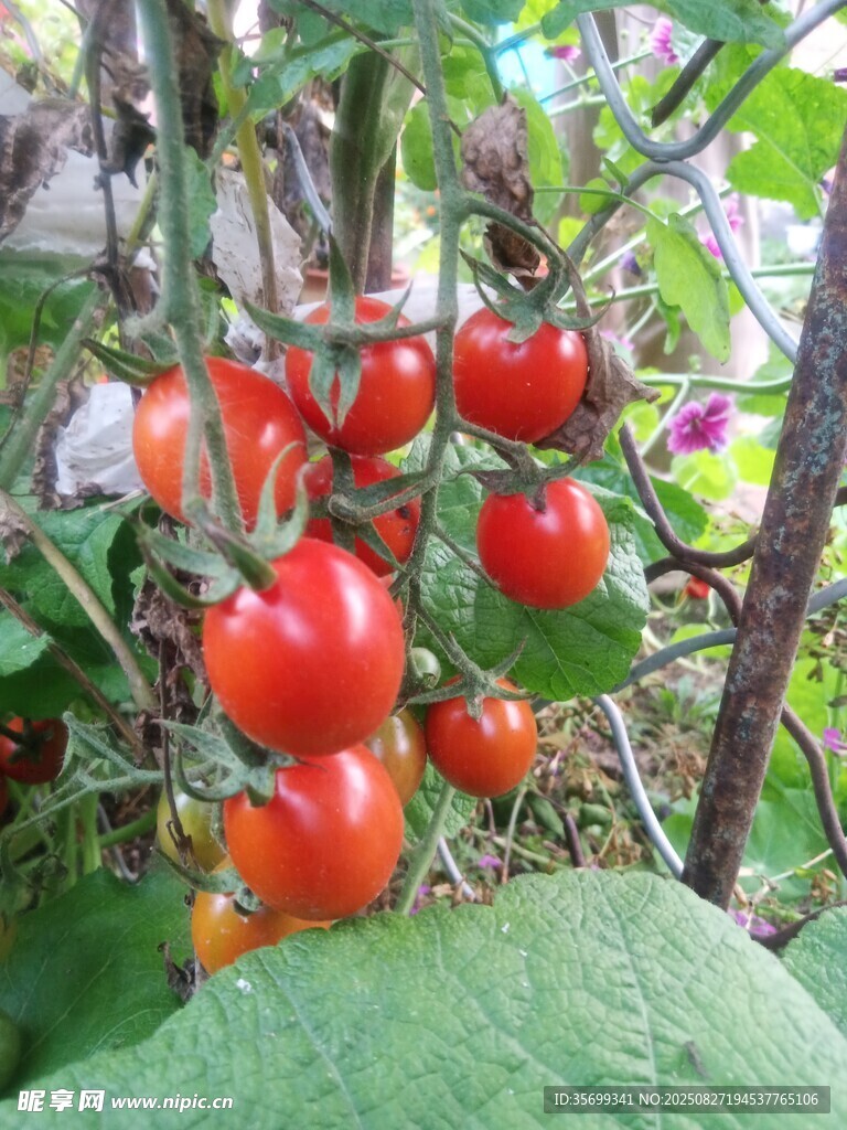 枝头红嫩小番茄