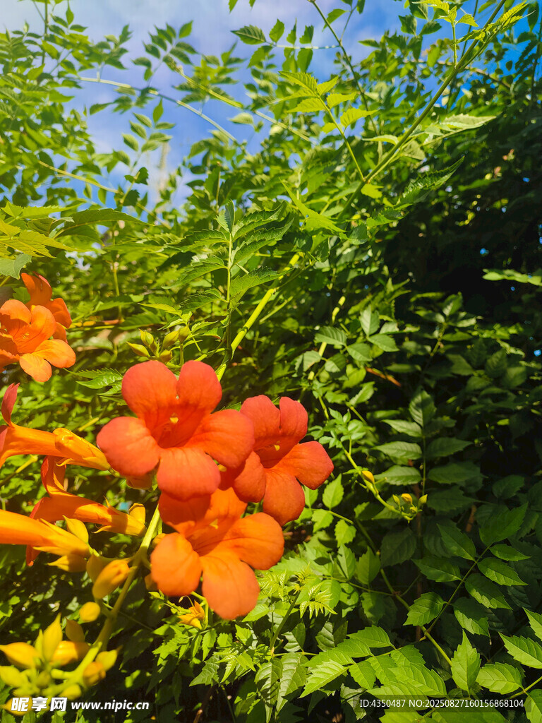 鲜艳凌霄花绽放绿叶间