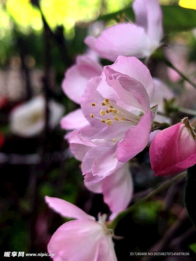 娇艳粉色海棠花绽放