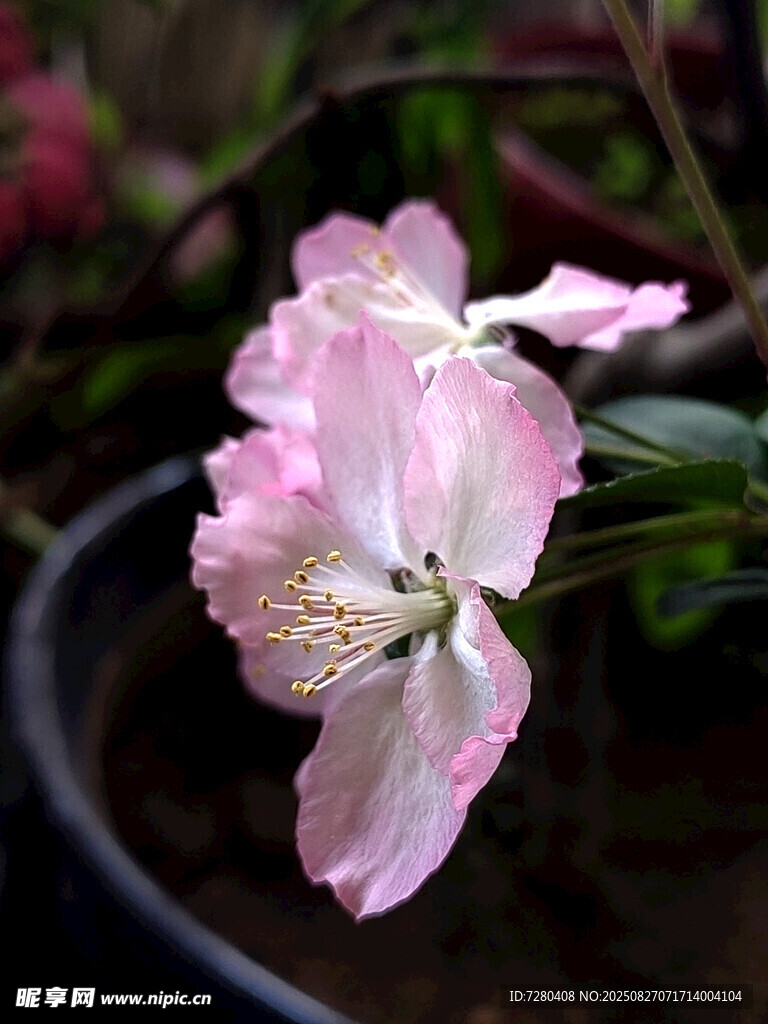 粉色娇艳盆栽花卉特写