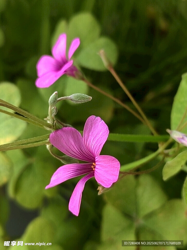 娇艳粉色小花绽放