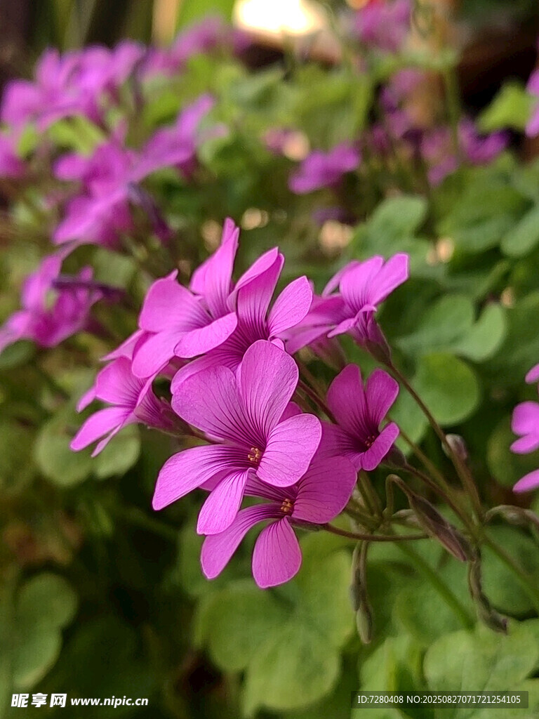 娇艳粉色小花绽放绿叶间