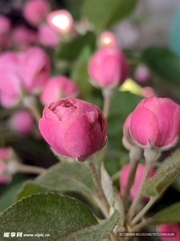 娇艳粉色苹果花蕾绽放