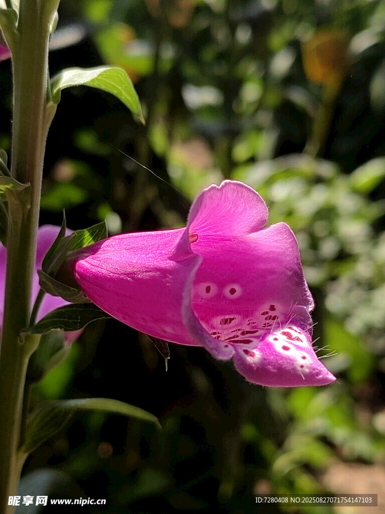 娇艳粉色花朵特写