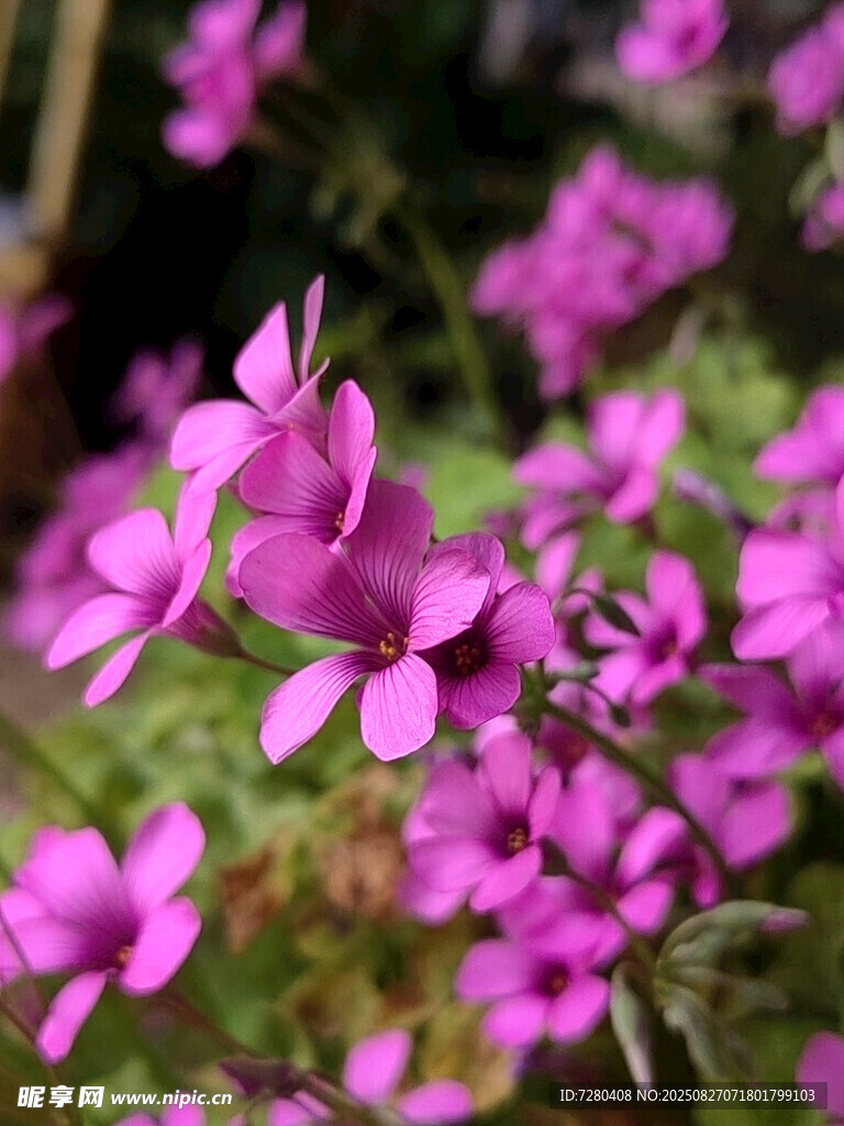 娇艳紫色小花绽放