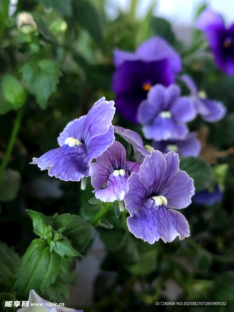 紫色小花绽放绿意间